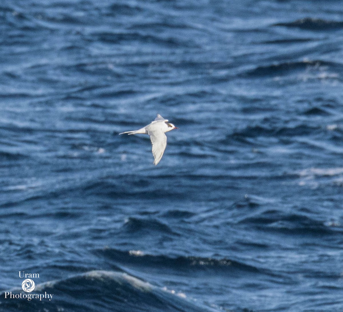 South American Tern - ML655312486