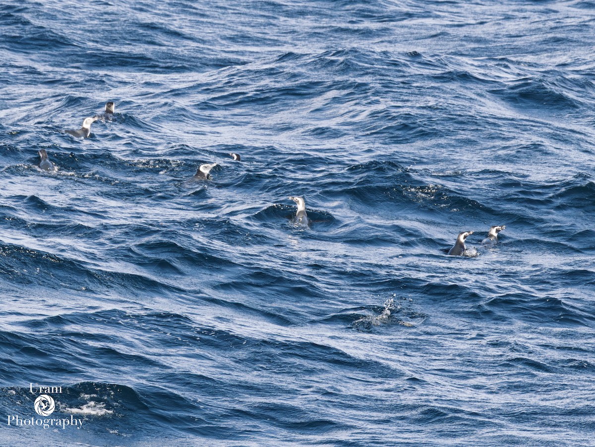 Magellanic Penguin - ML655312514