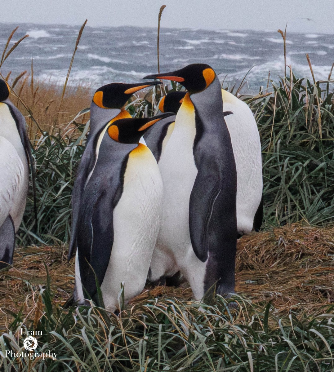 King Penguin - ML655312547