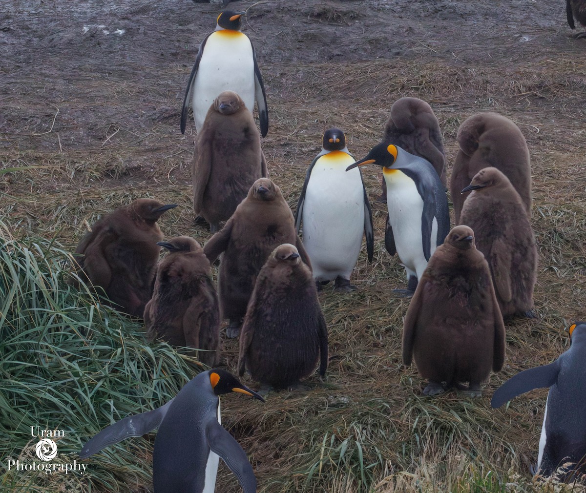 King Penguin - ML655312548