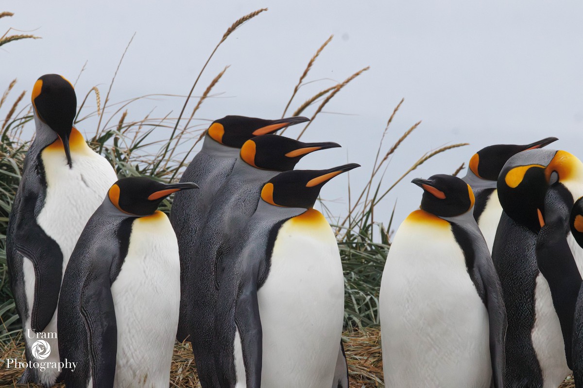 King Penguin - ML655312549