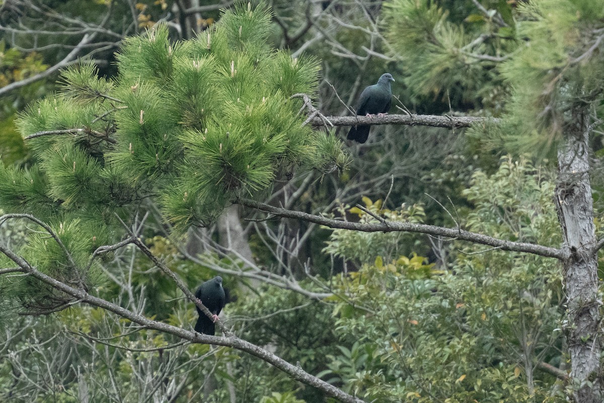 Black Wood-Pigeon - ML655312631
