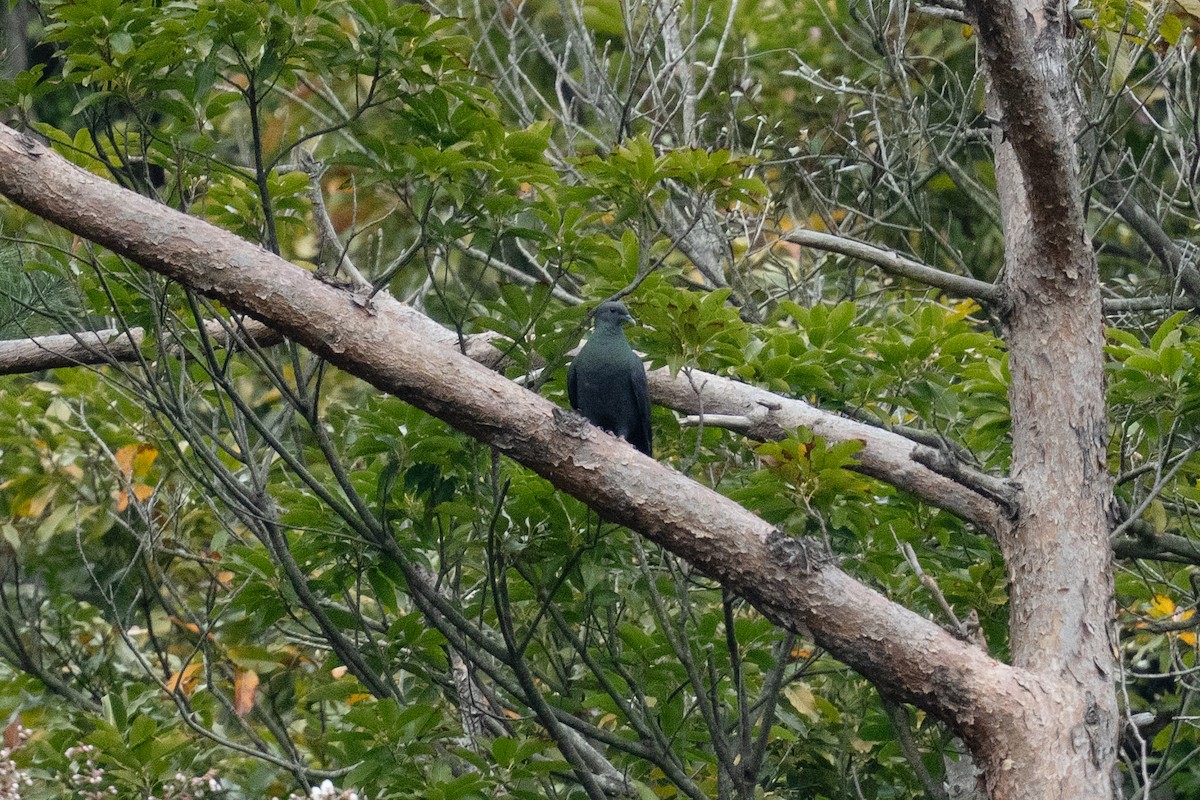 Black Wood-Pigeon - ML655312636