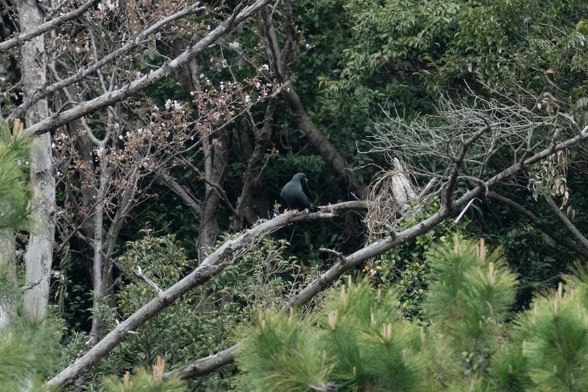 Black Wood-Pigeon - ML655312642