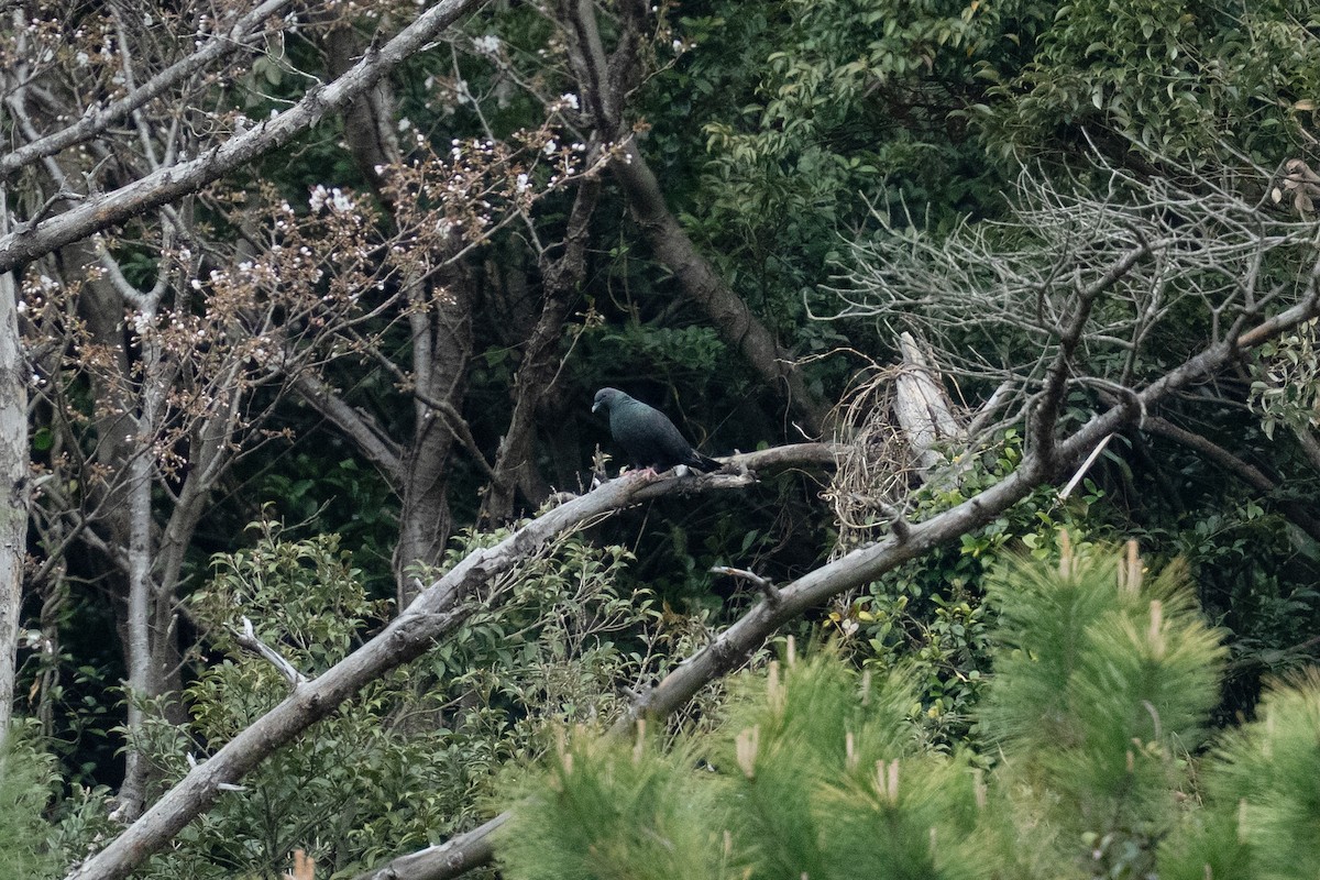 Black Wood-Pigeon - ML655312660