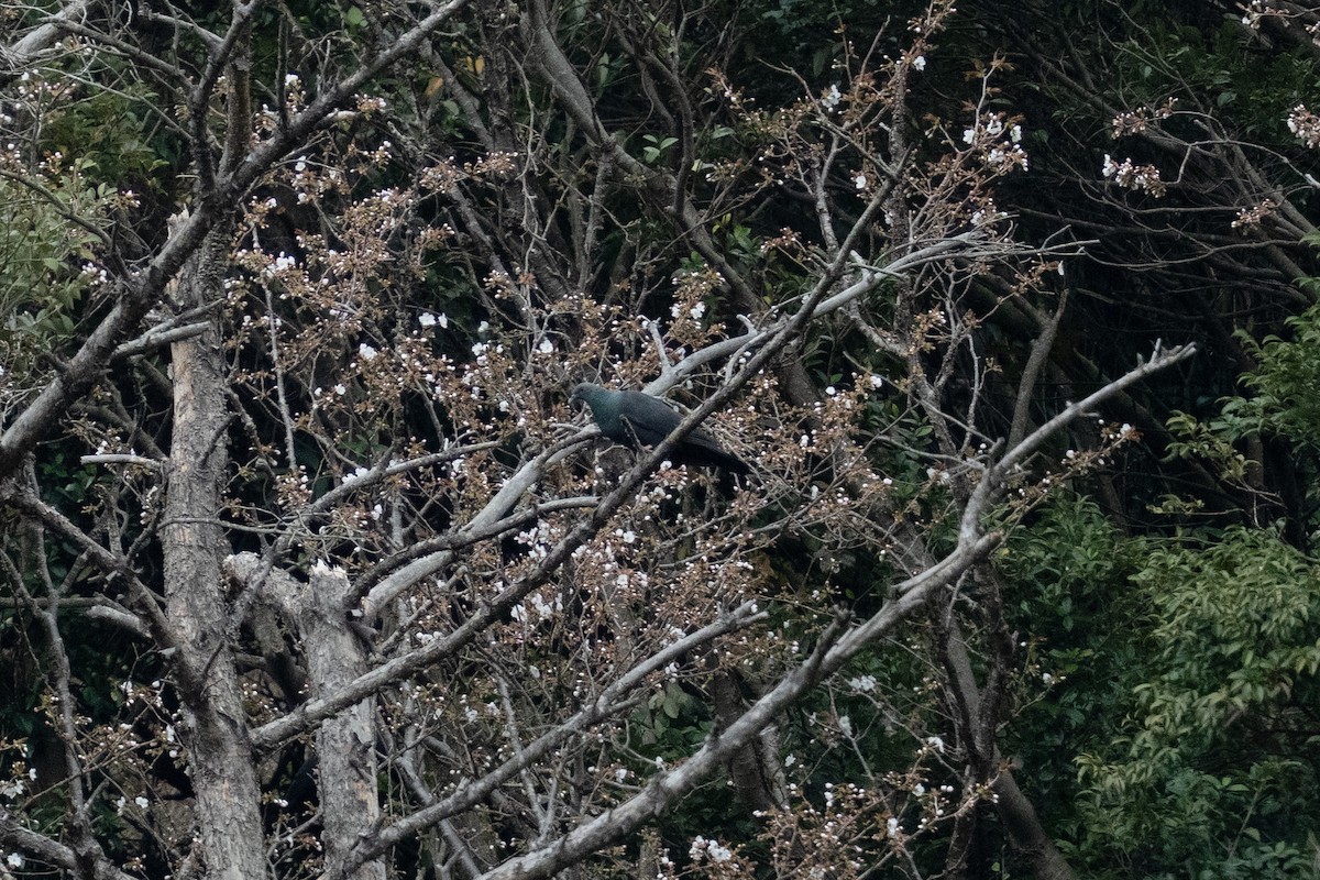 Black Wood-Pigeon - ML655312671