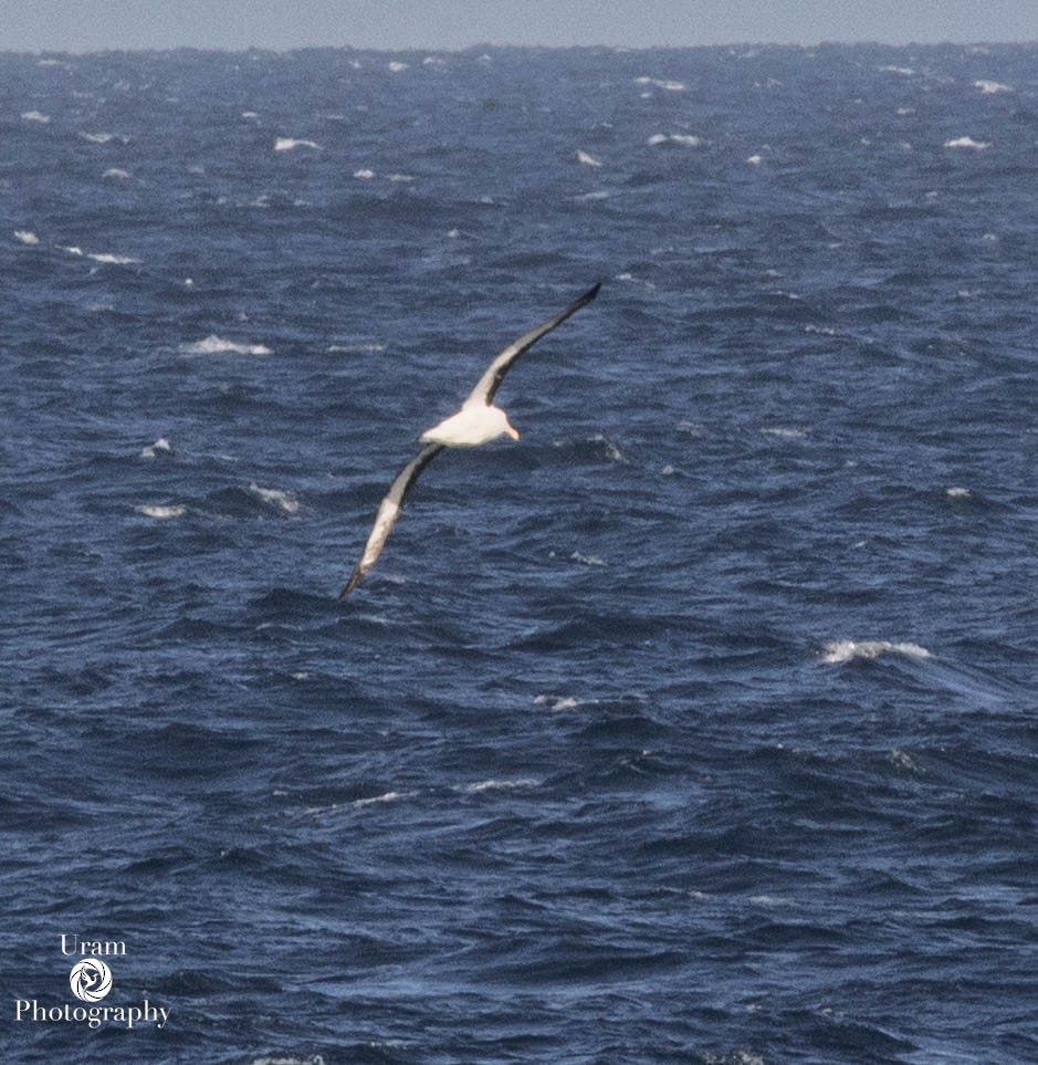Black-browed Albatross - ML655312678