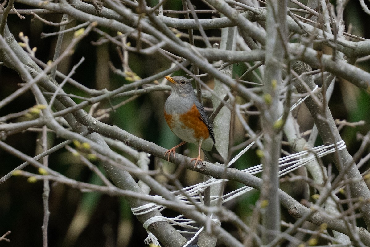 Gray-backed Thrush - ML655312720