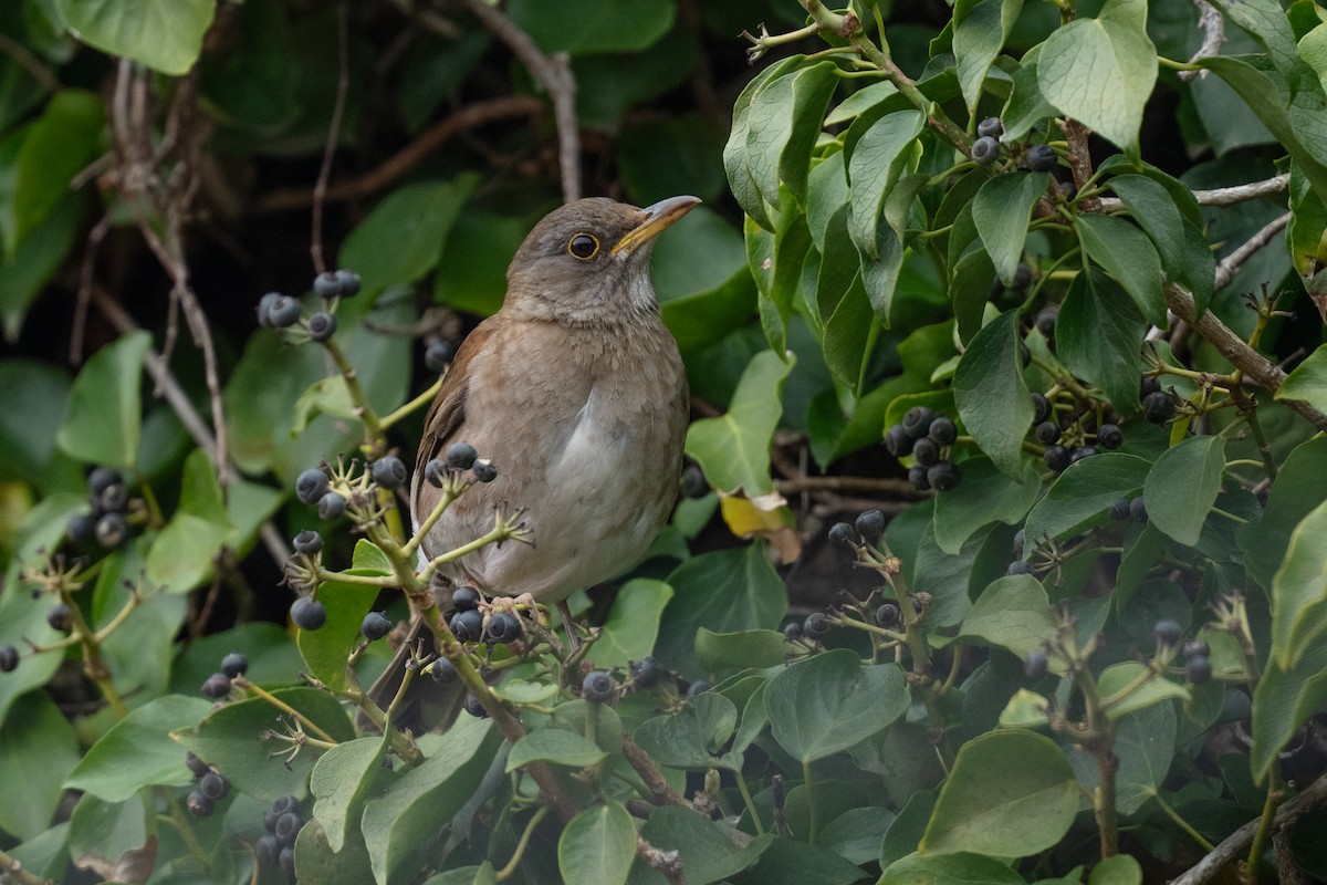 Pale Thrush - ML655312724