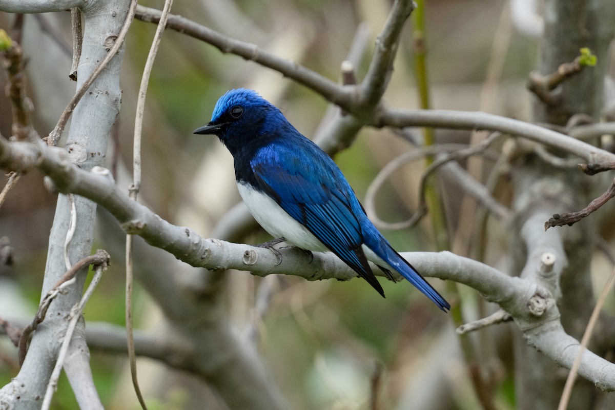 Blue-and-white Flycatcher - ML655312744
