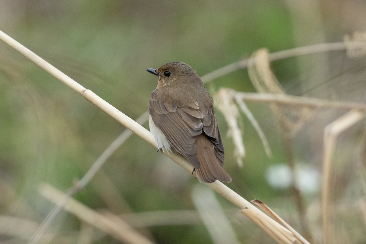 Blue-and-white Flycatcher - ML655312746