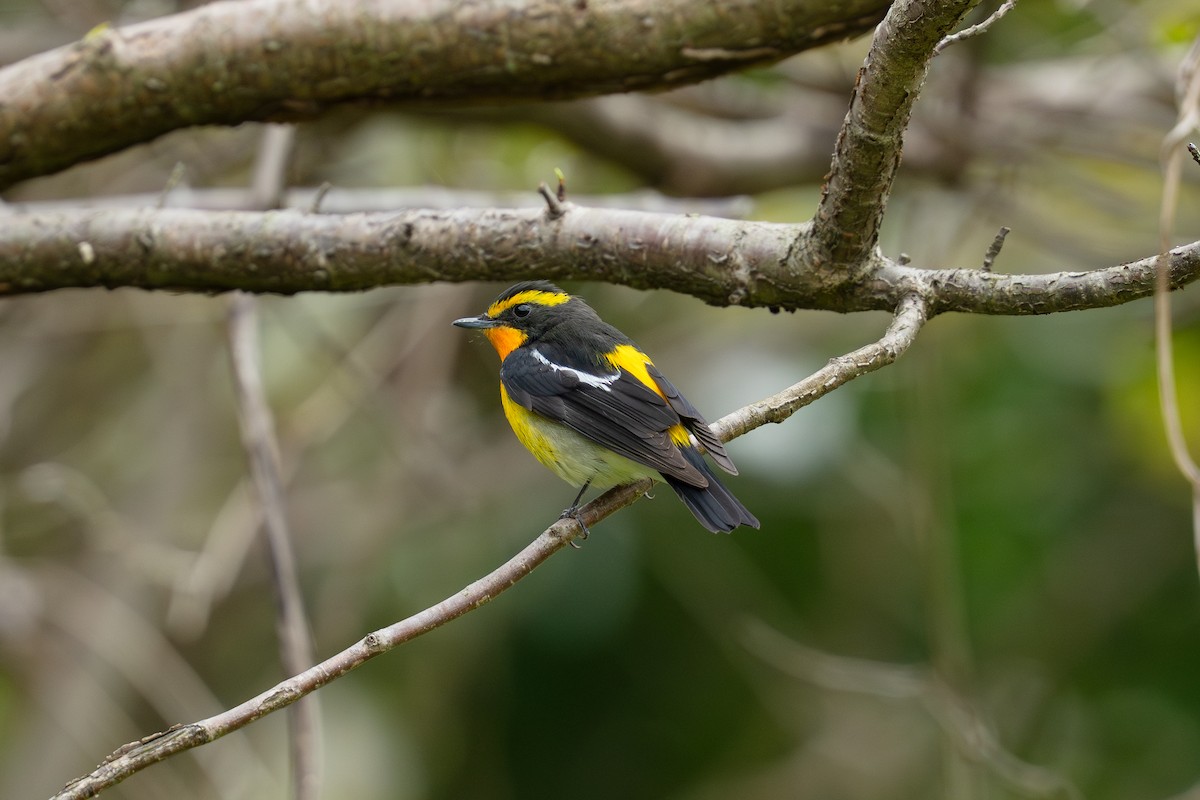 Narcissus Flycatcher - ML655312767