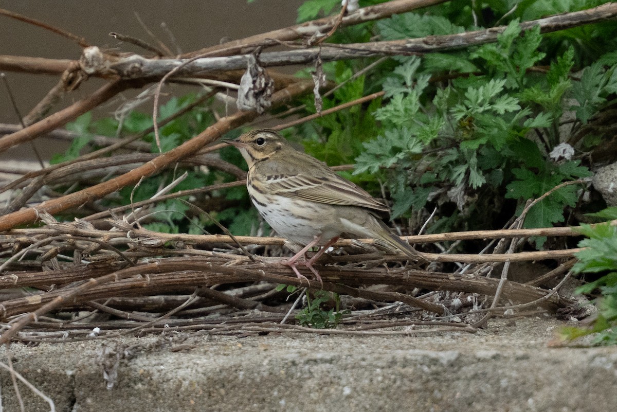 Olive-backed Pipit - ML655312771