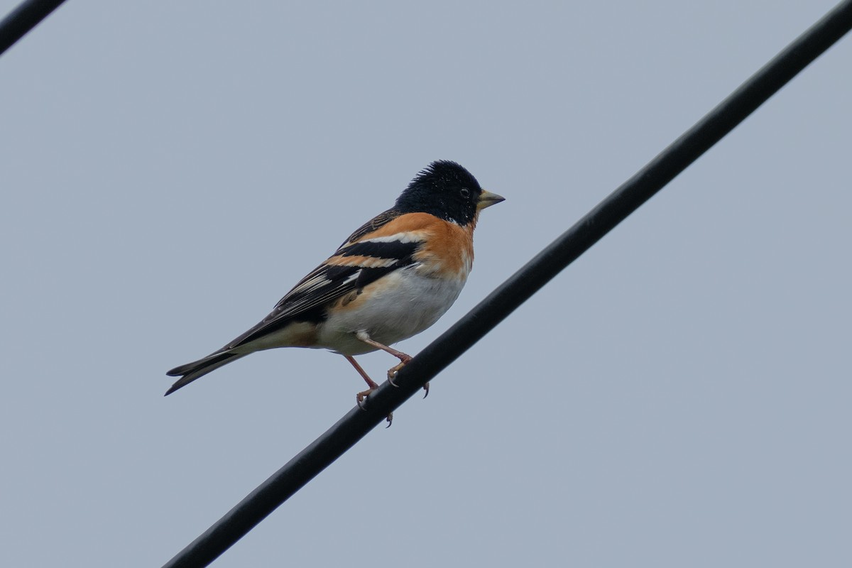 Brambling - ML655312772