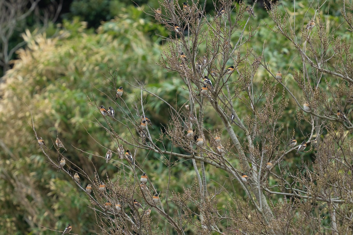 Brambling - ML655312774