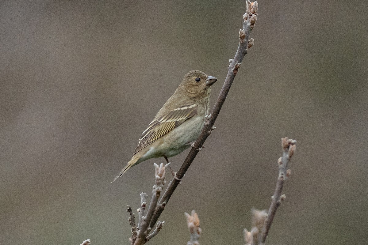 Common Rosefinch - ML655312796