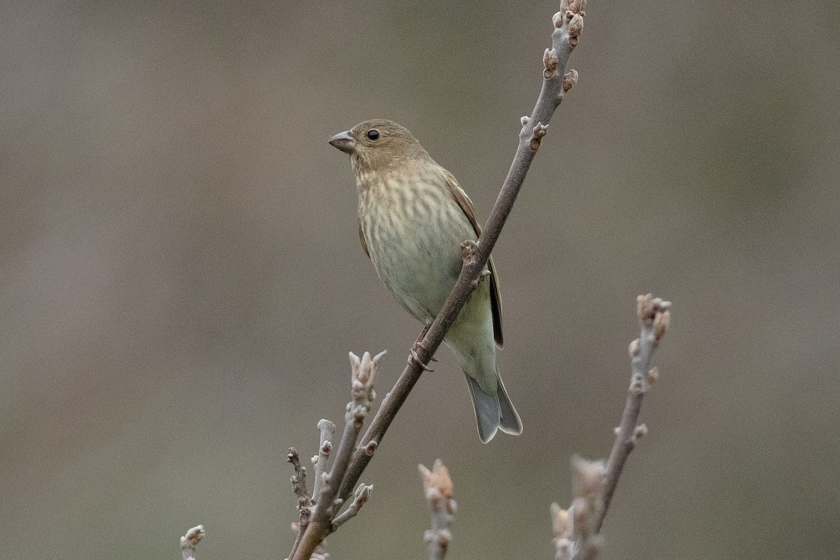 Common Rosefinch - ML655312797