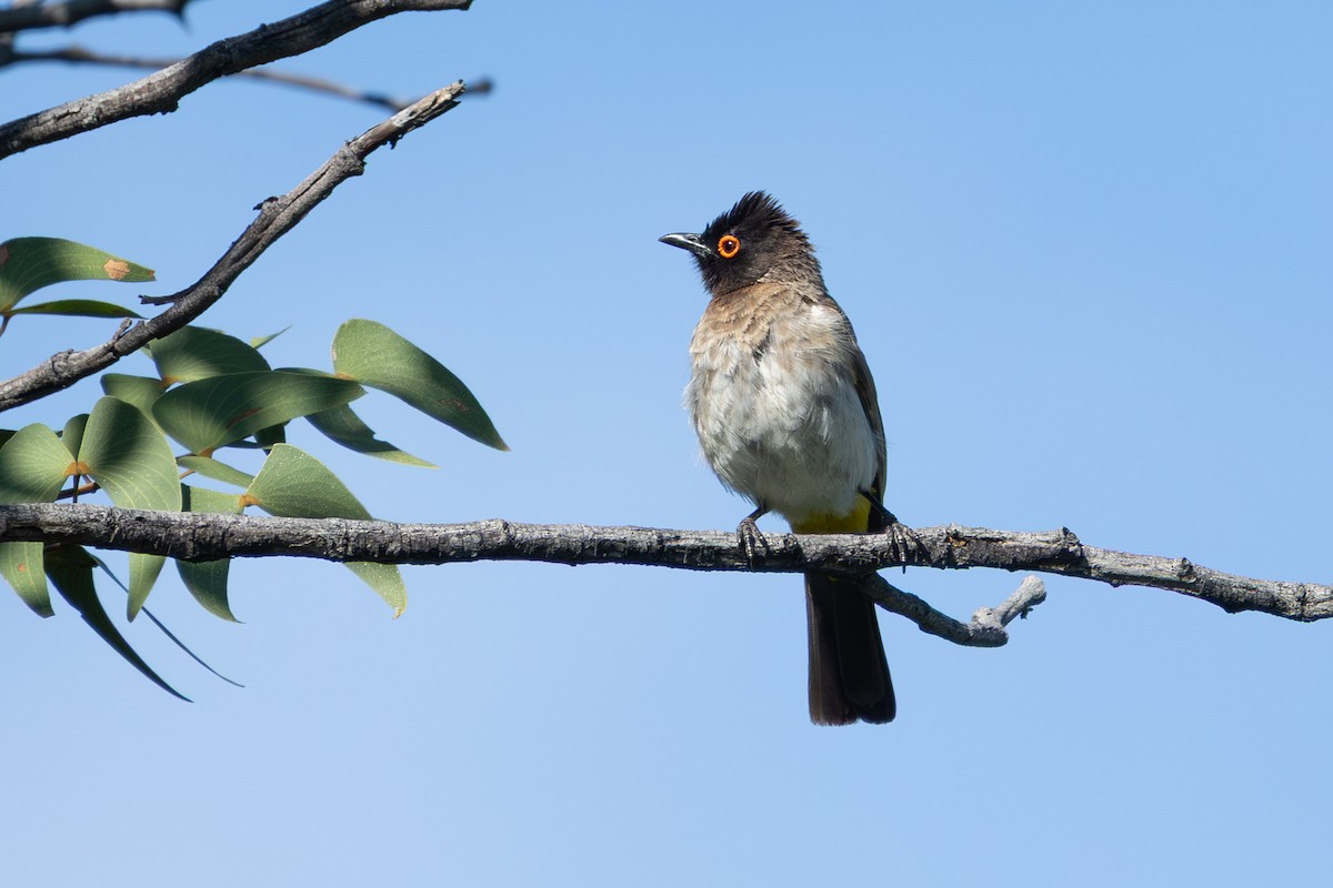Black-fronted Bulbul - ML655312809