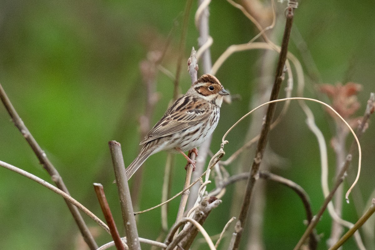 Little Bunting - ML655312816