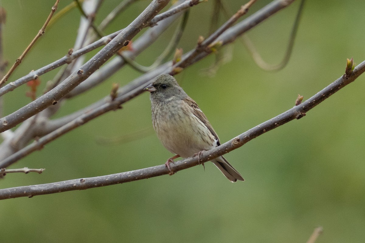 Black-faced Bunting - ML655312826