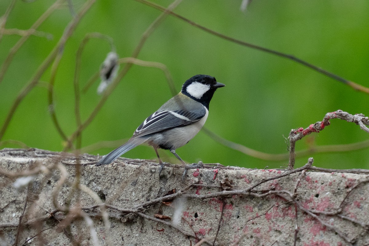 Asian Tit (Japanese) - ML655313051