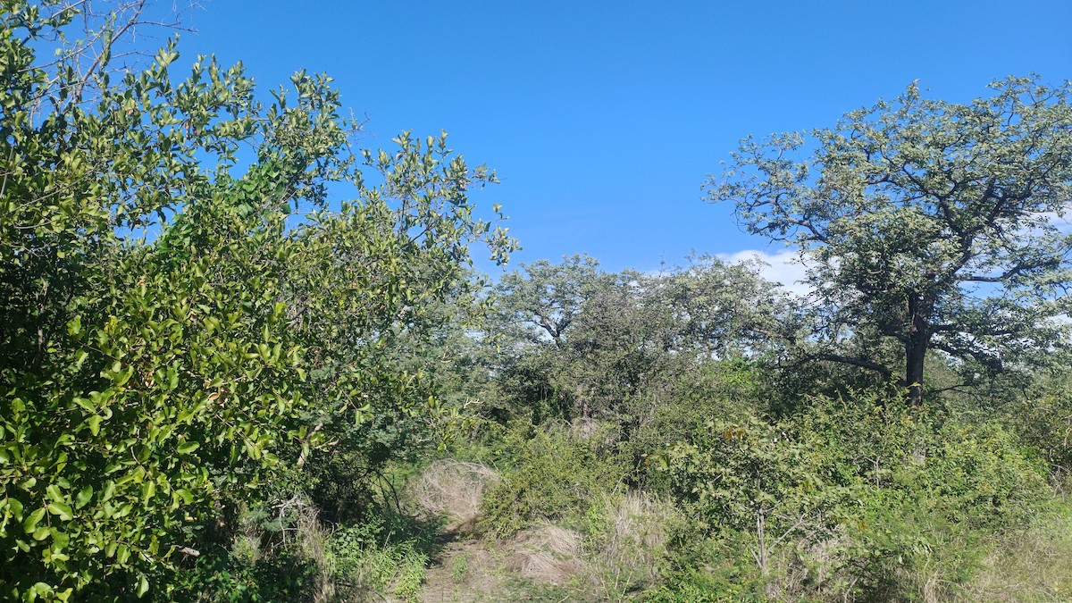null - ML655313290
