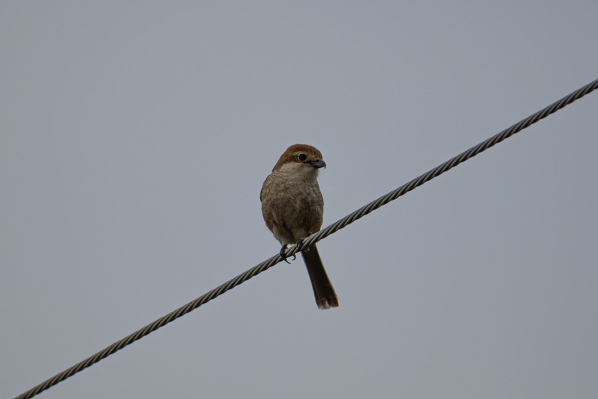 Bull-headed Shrike - ML655313400