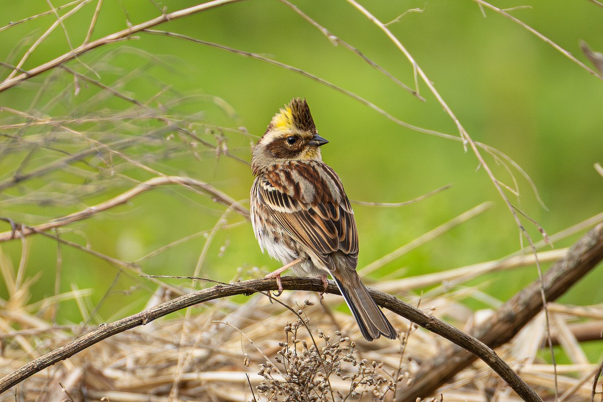 Yellow-throated Bunting - ML655314100