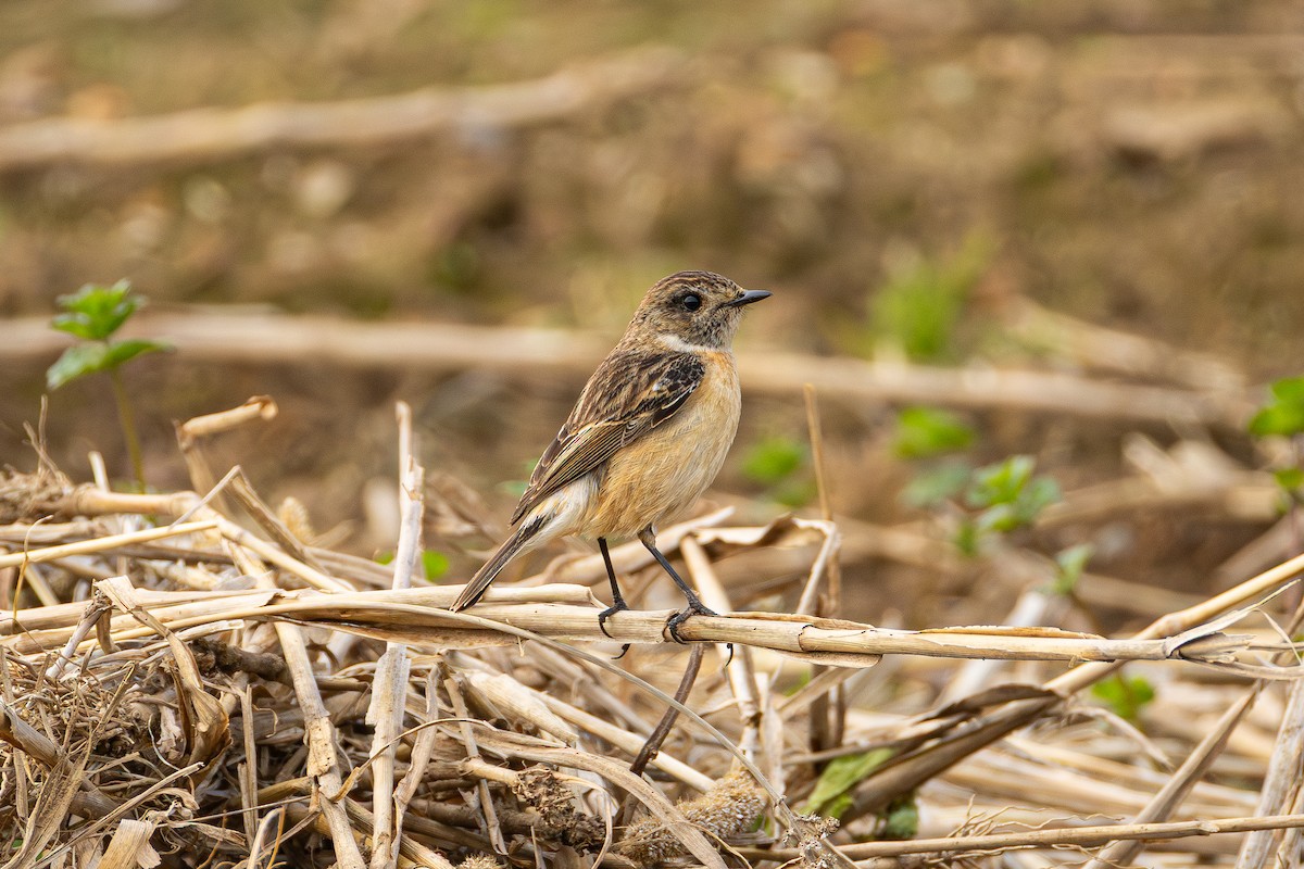 Amur Stonechat - ML655314610