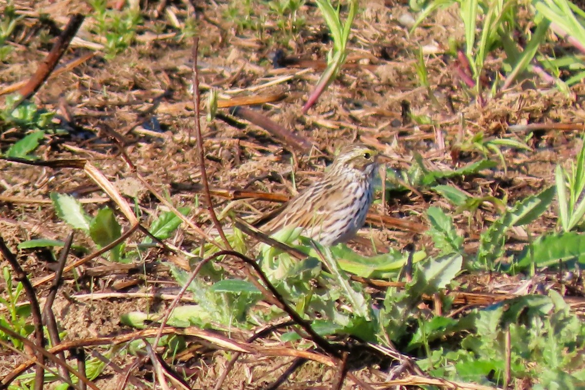 Savannah Sparrow - ML655314800