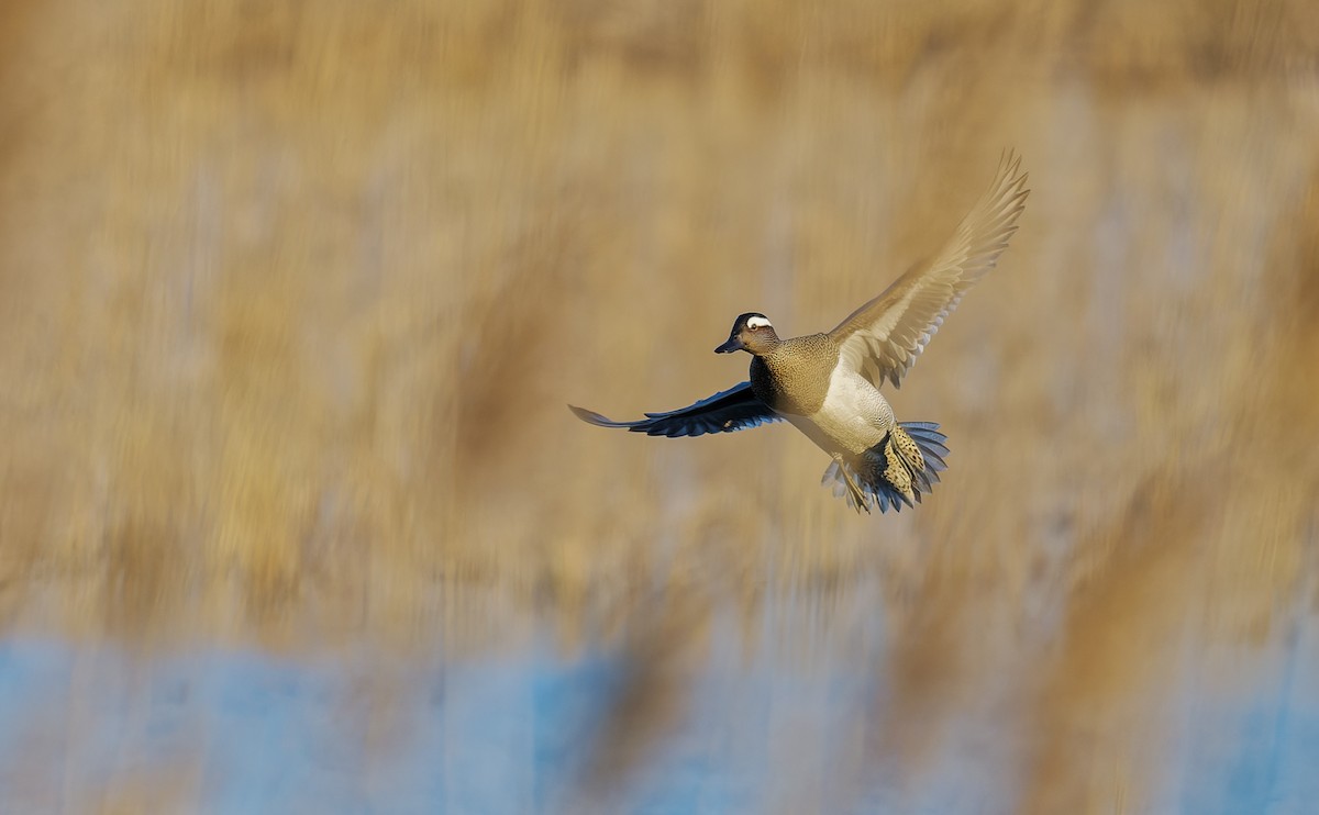 Garganey - ML655315010