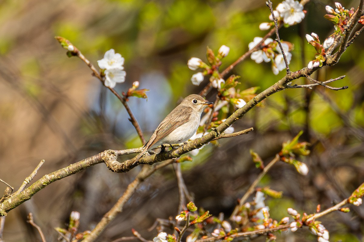 Asian Brown Flycatcher - ML655315096