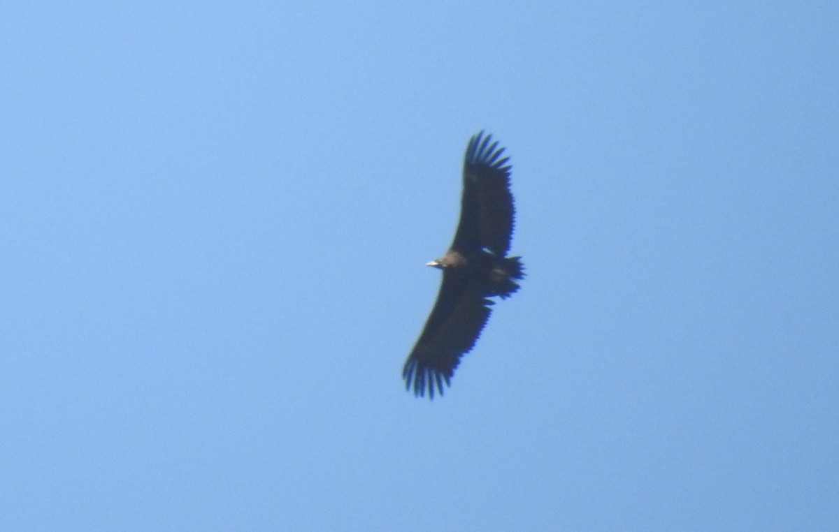 Cinereous Vulture - ML65531601