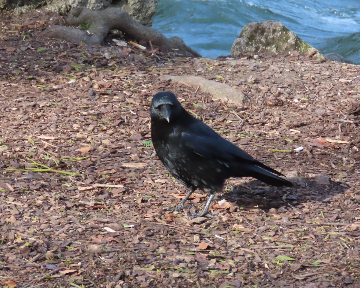 Ворона чорна - ML655316839