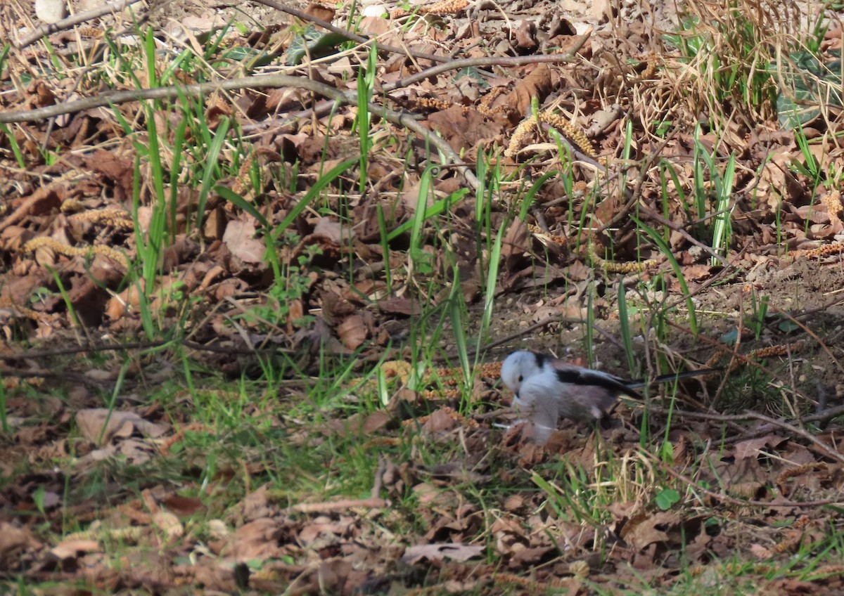 Синиця довгохвоста - ML655316853