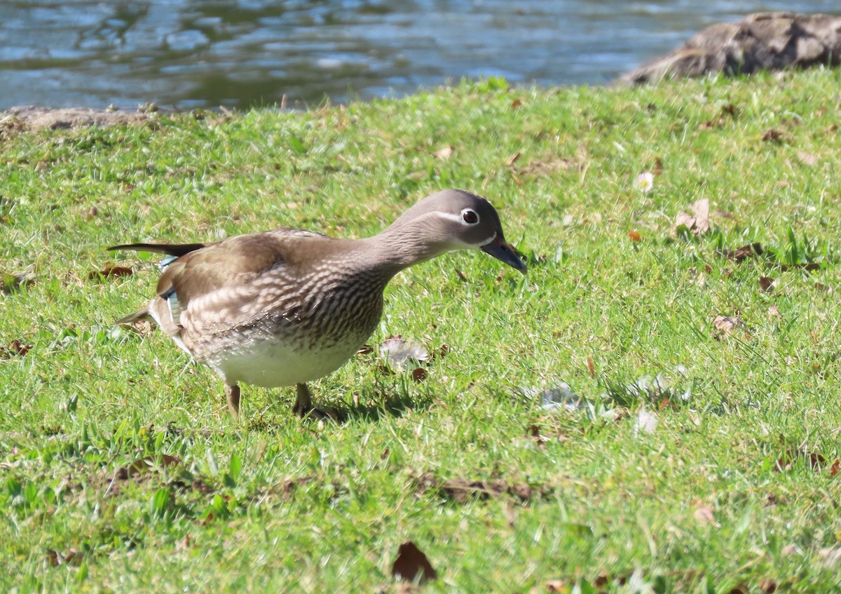 Мандаринка - ML655316866