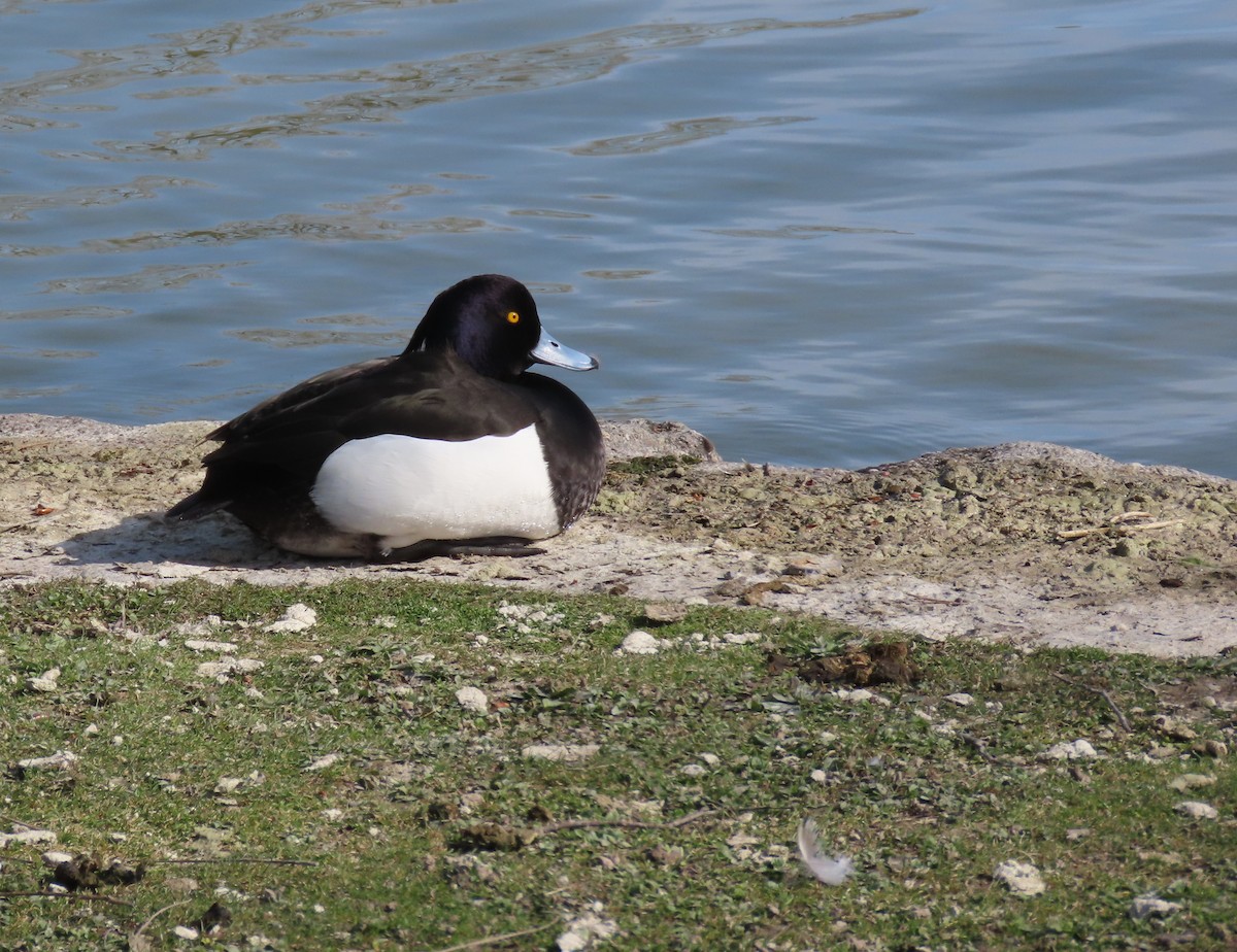 Чернь чубата - ML655316871