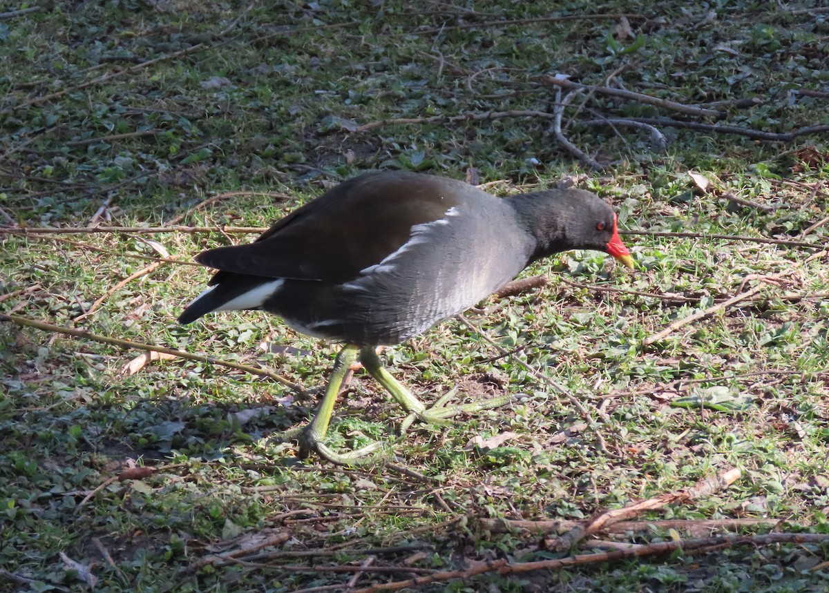 Курочка водяна - ML655316885