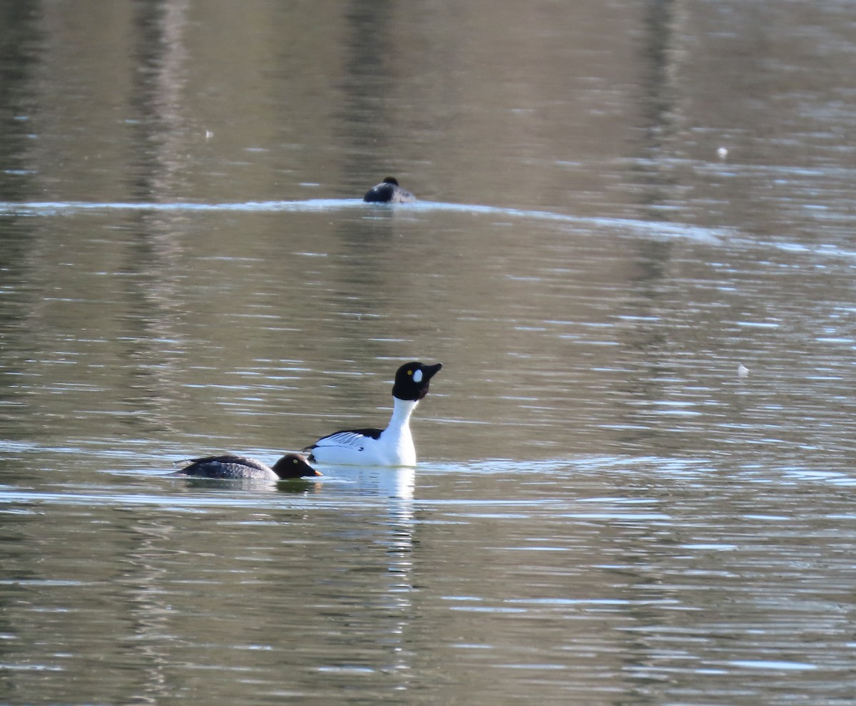 Гоголь зеленоголовий - ML655316896