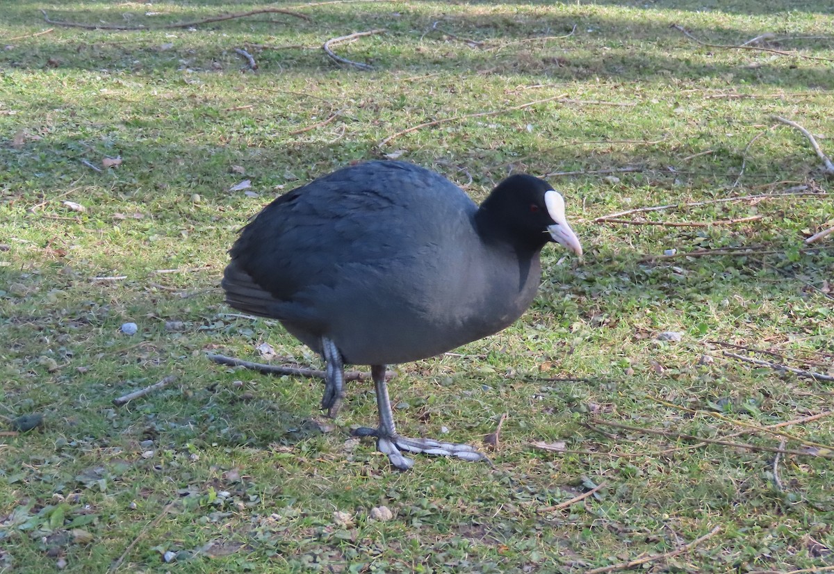 Лиска звичайна - ML655316904