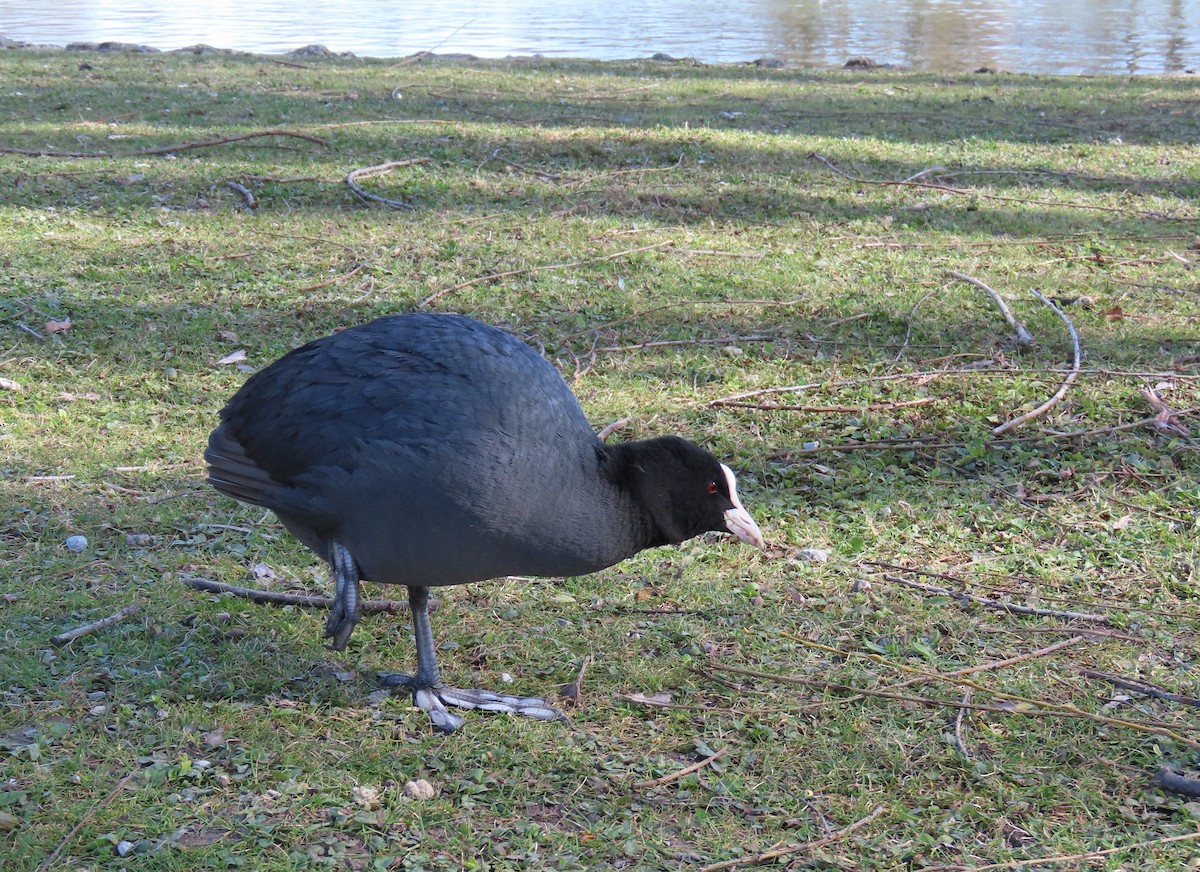 Лиска звичайна - ML655316905