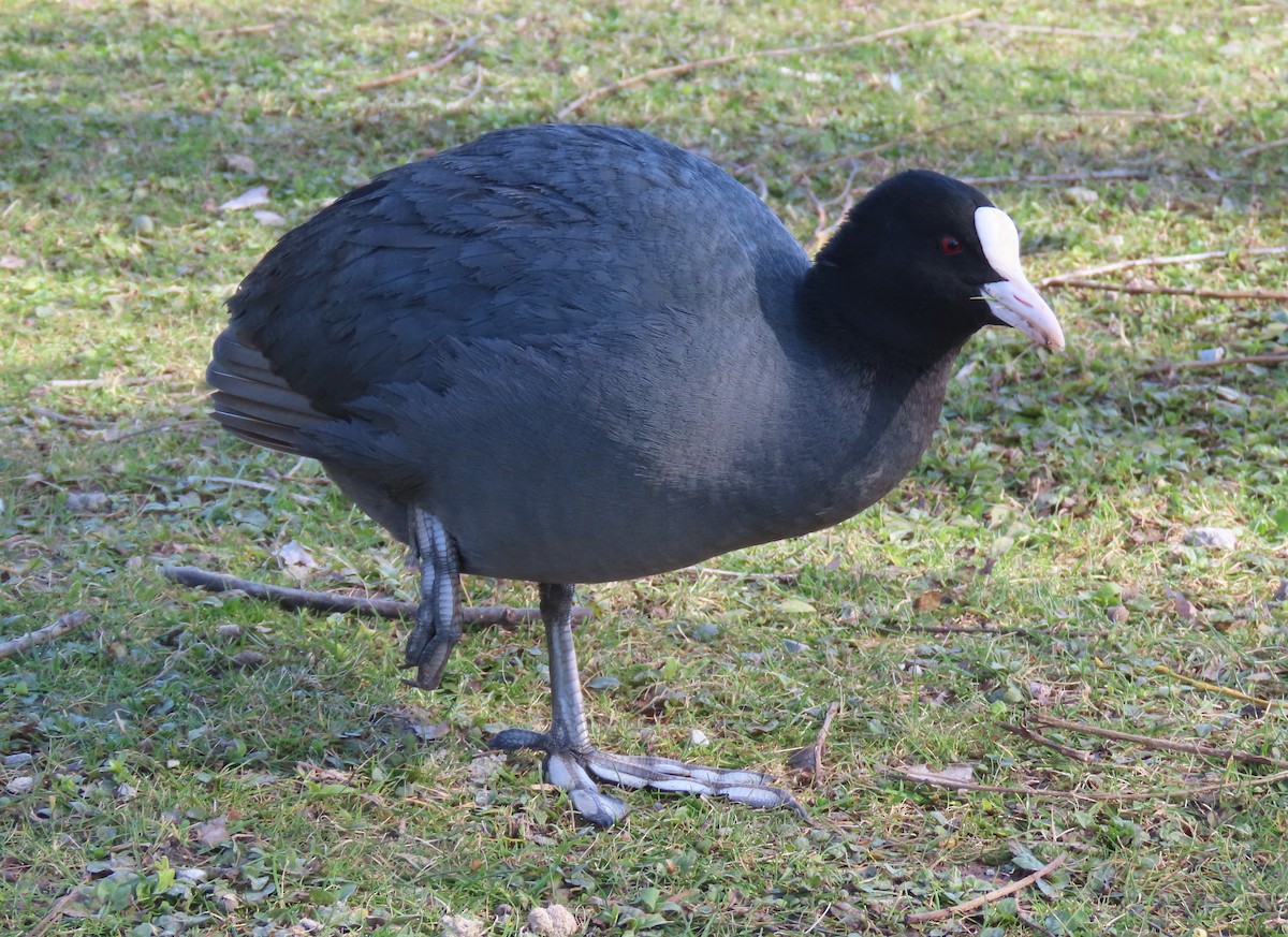 Лиска звичайна - ML655316907