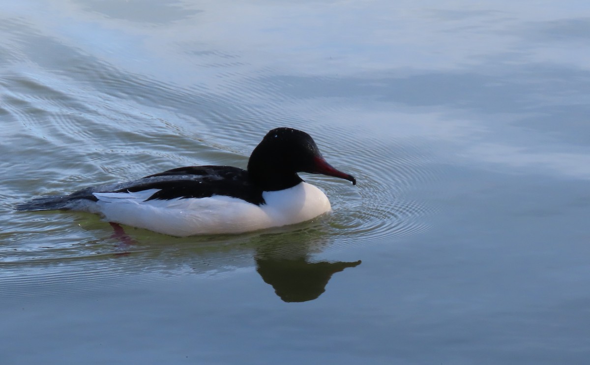 Крех великий - ML655316916