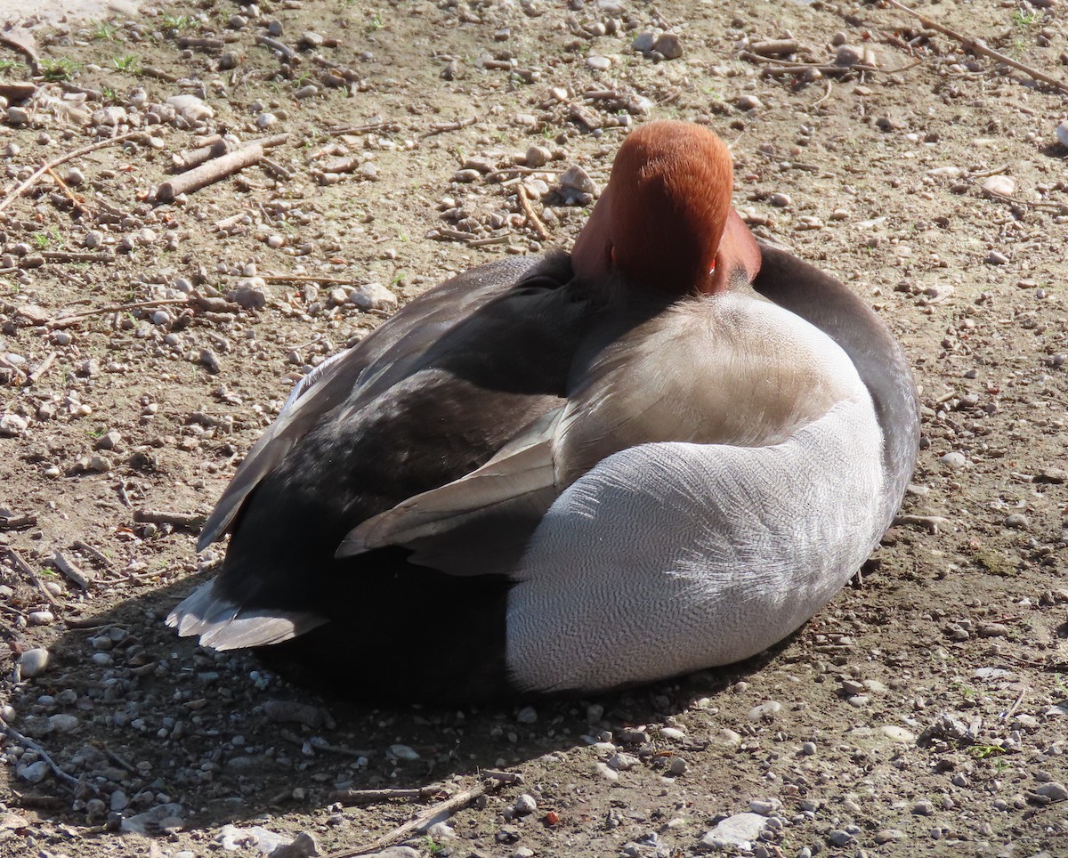 Попелюх звичайний - ML655316924