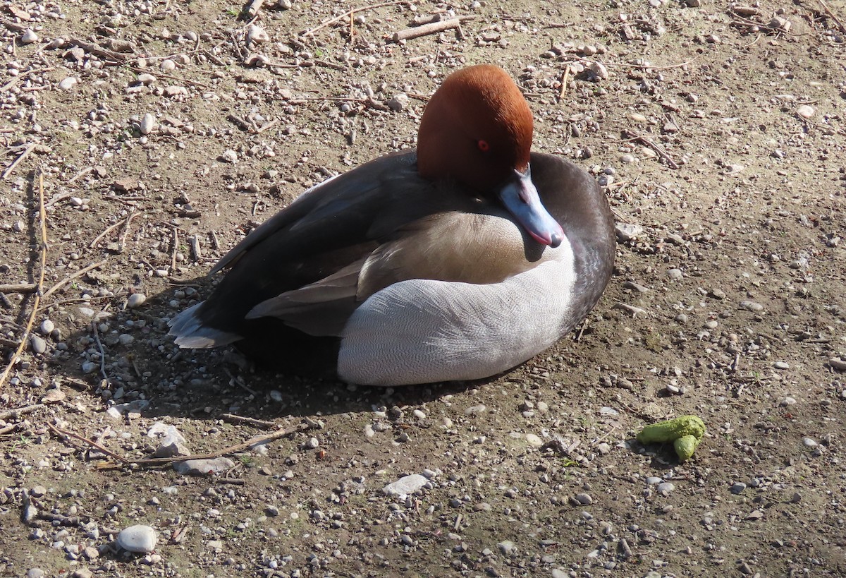 Попелюх звичайний - ML655316928