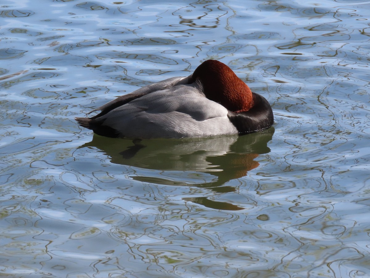 Попелюх звичайний - ML655316929