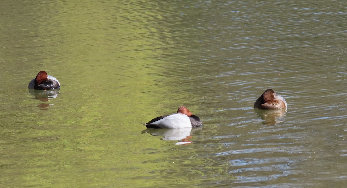 Попелюх звичайний - ML655316935