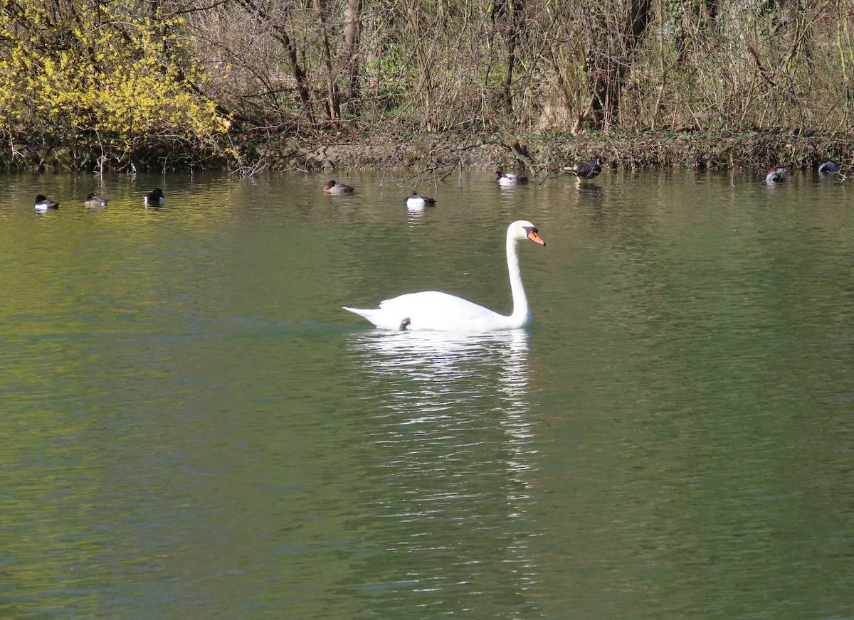 Лебідь-шипун - ML655316946