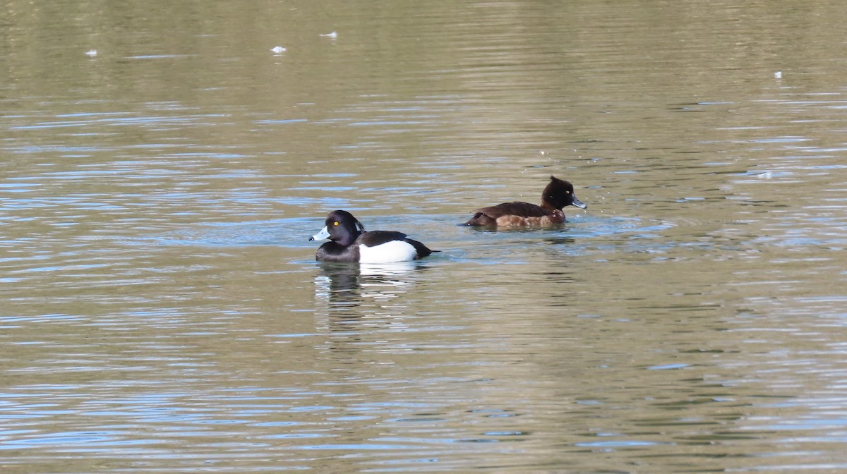 Чернь чубата - ML655316955