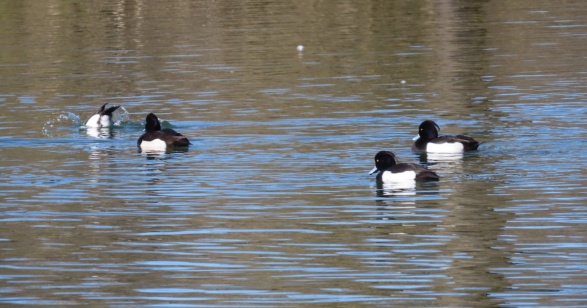 Чернь чубата - ML655316956